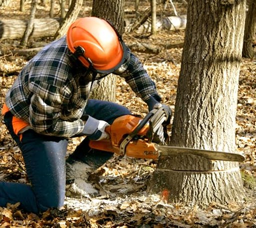 Tree Removal in Mount Hermon, LA